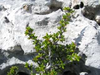 Hardy plant and limestone