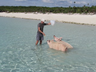 The swimming pigs at Big Major's Spot