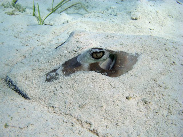 Almost camouflaged Stingray