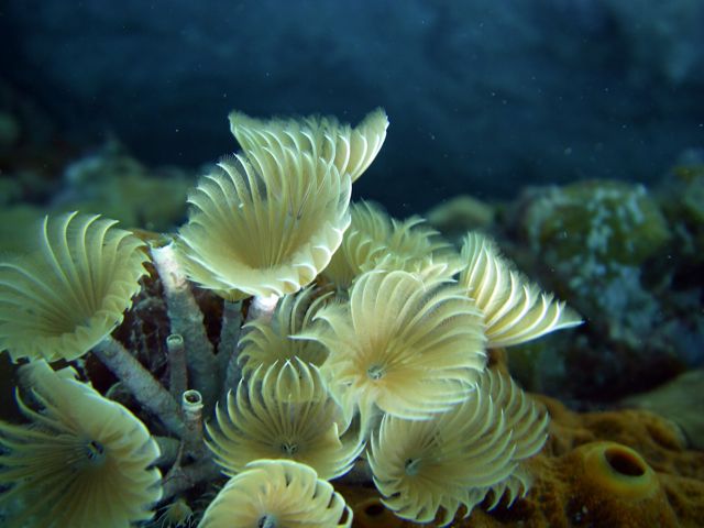 Featherduster Tube Worms