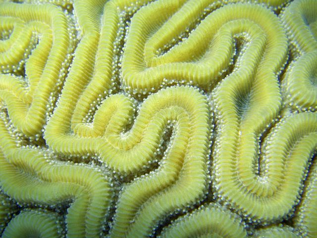 Closeup of Brain Coral