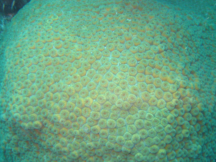Unknown coral