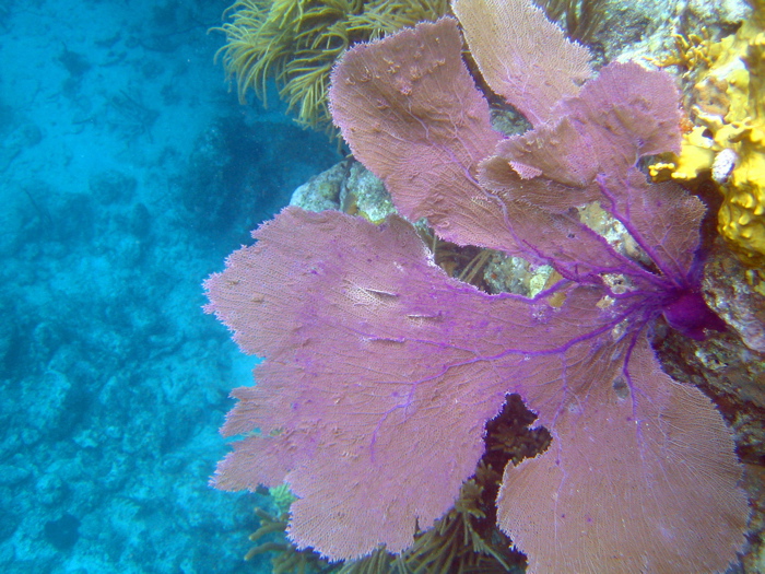 Purple fan coral