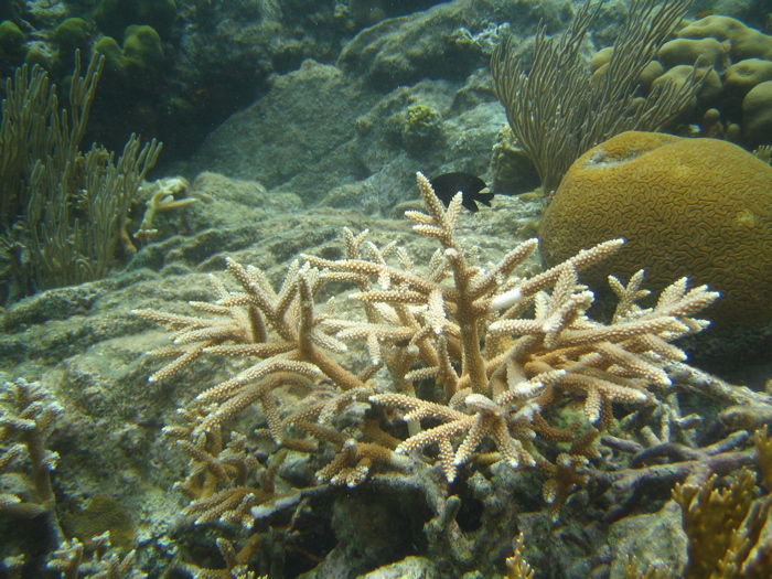 Another kind of Elkhorn coral