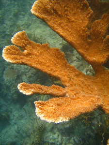 Elkhorn coral
