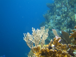 More branching coral