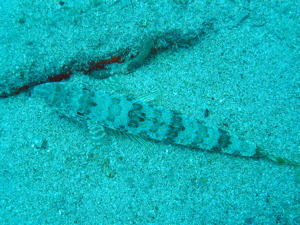 A camoflaged fish