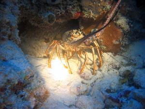 Caribbean lobster