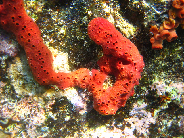 Red Sponge