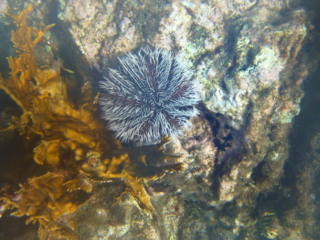 Black & White Urchin
