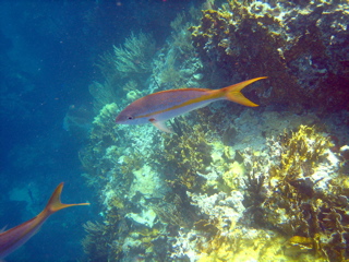 Generic Reef Fish