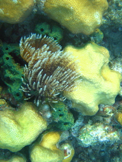 Feather Duster Tubeworm