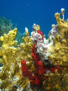 Fire Coral and Red Sponge