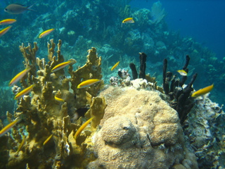 Fire Coral and Black Sponge
