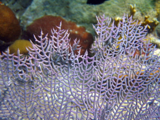 Fan Coral Detail