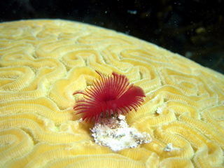 Tubeworm on Brain Coral