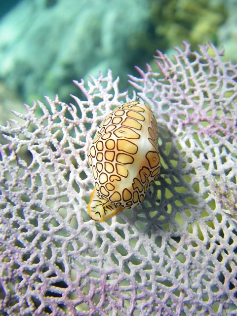 Flame-togue snail on fan coral
