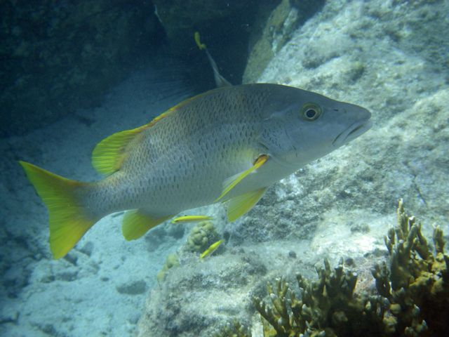 image of grouper fish