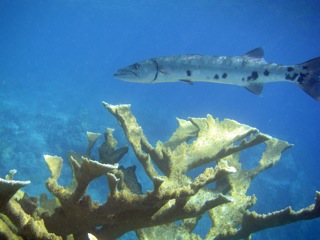 Barracuda and Elkhorn Coral