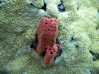 Red sponge and hard coral polyps