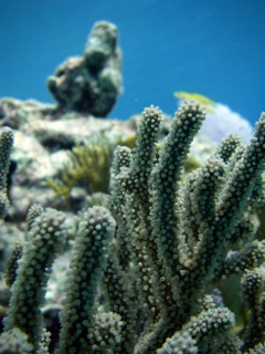 Coral closeup
