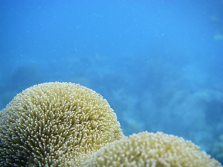 Soft coral closeup