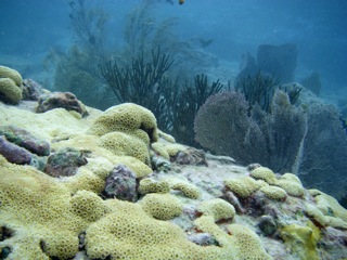 Coral vista