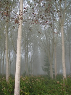 Mist in the trees