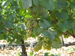 Chardonnay grapes in Butteaux