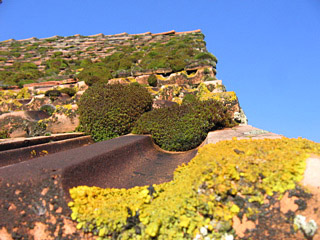Roof Moss
