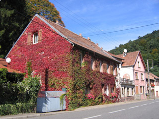Grape-vine covered house