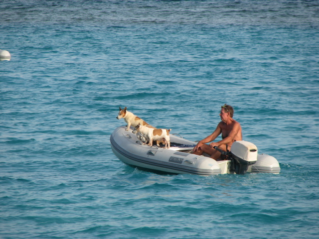 Dogs on the dinghy (T)