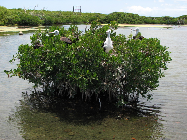 One Mangrove Bush, Three Nests (T)