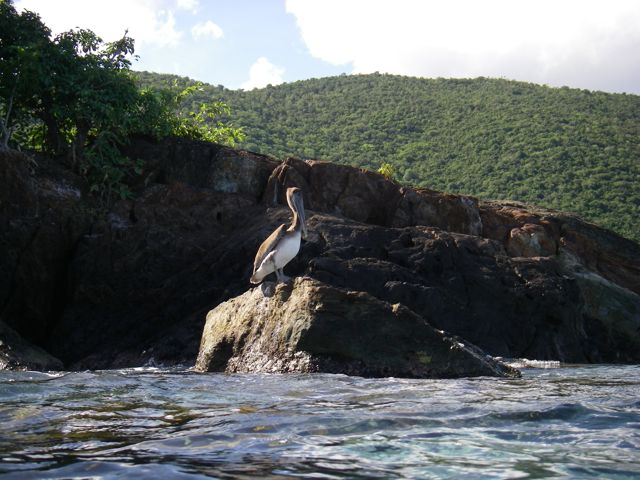 Pelican at Waterlemon Cay