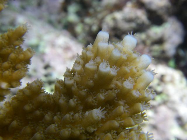 Elkhorn Coral detail