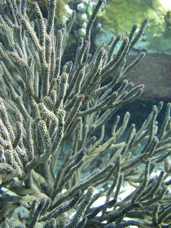 Sea Rod Coral