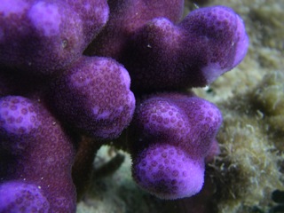 Purple coral