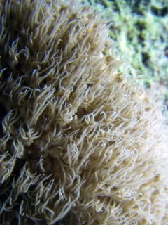 Open coral polyps