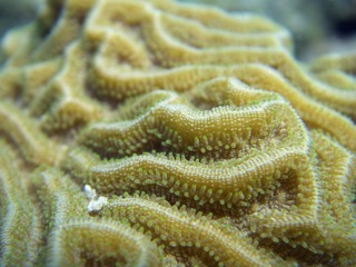 Coral detail