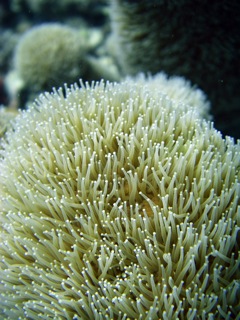 Soft coral detail