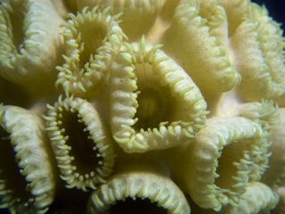 Extreme detail of coral polyp