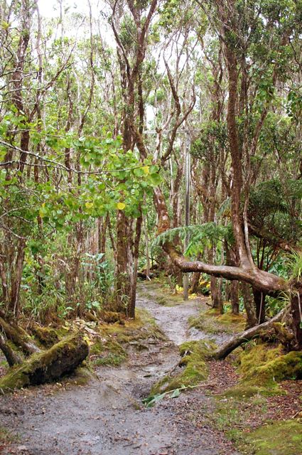 Swamp path
