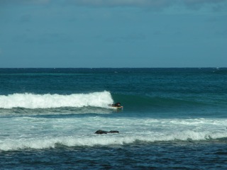 Phil Surfing