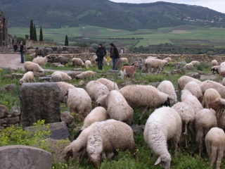 Sheep run amok (pic by Jen)