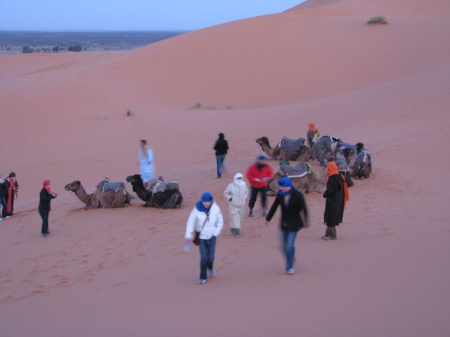 Our camels in Merzouga