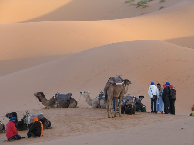 Patient camels