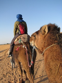 Our camels
