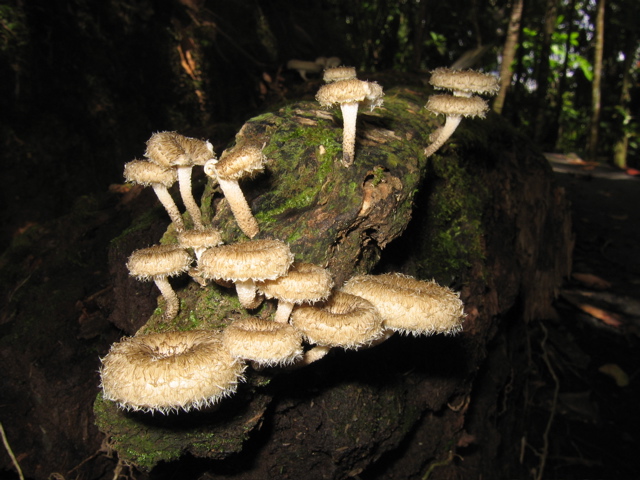 Rain Forest Fungus