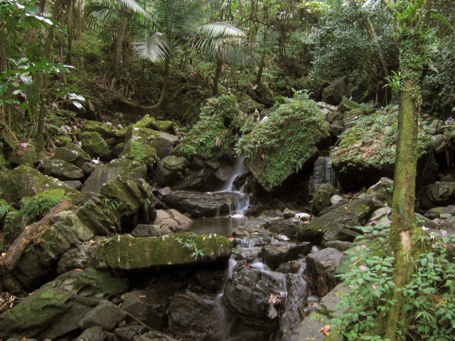Rain Forest Stream