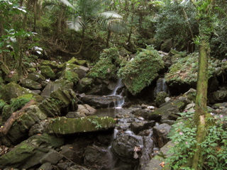 Rain Forest Stream